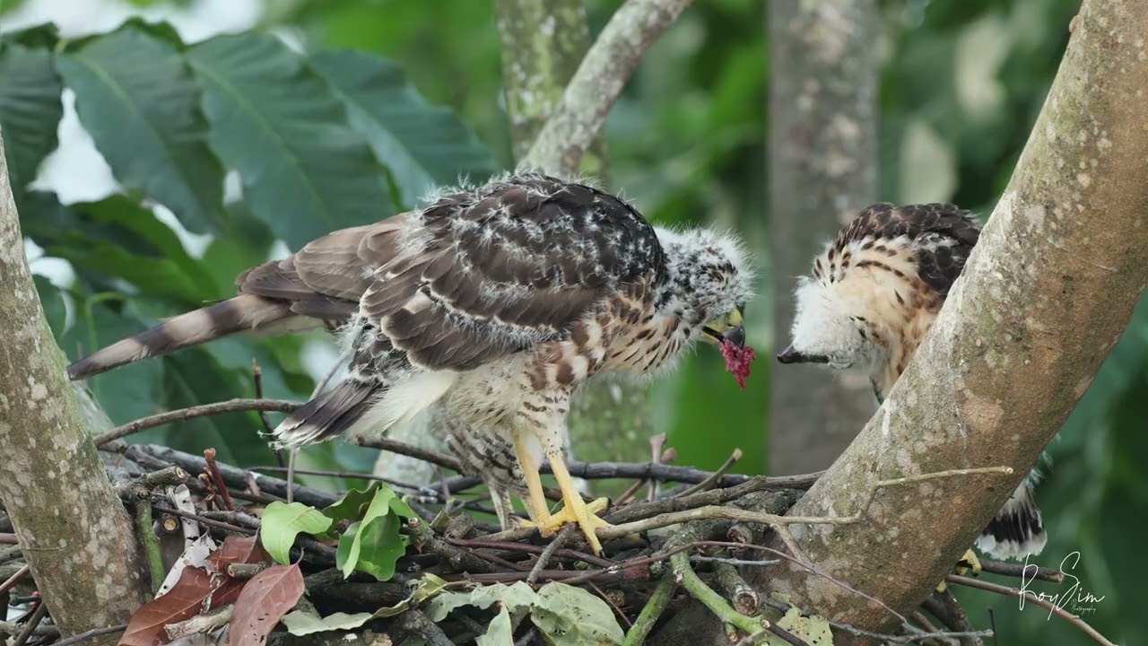 Crested goshawk