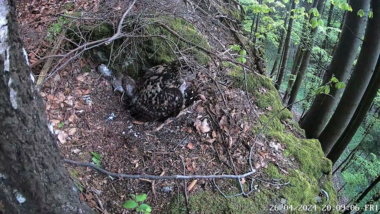 Výr velký (Bubo bubo)