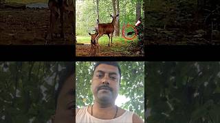 bear attacks impala calf 😢 😥 😢😥😢😥#animalshortvideos