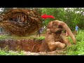 Elephant suffering from cloudy eye condition found it difficult to survive alone