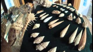 SeaShell Collection