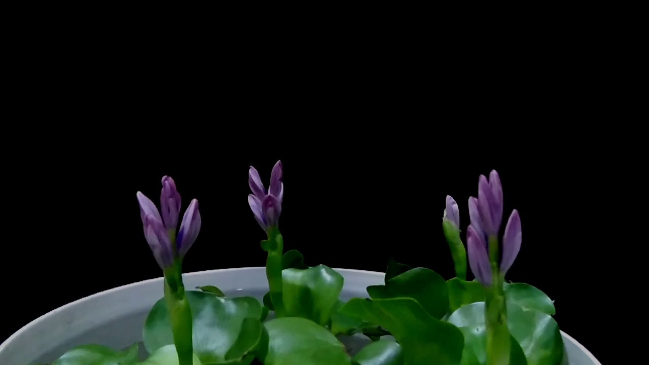 布袋莲开花 延时摄影 Youtube