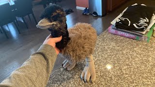 Wild republic emu toy review