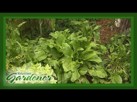 Herb Border Beds | Volunteer Gardener