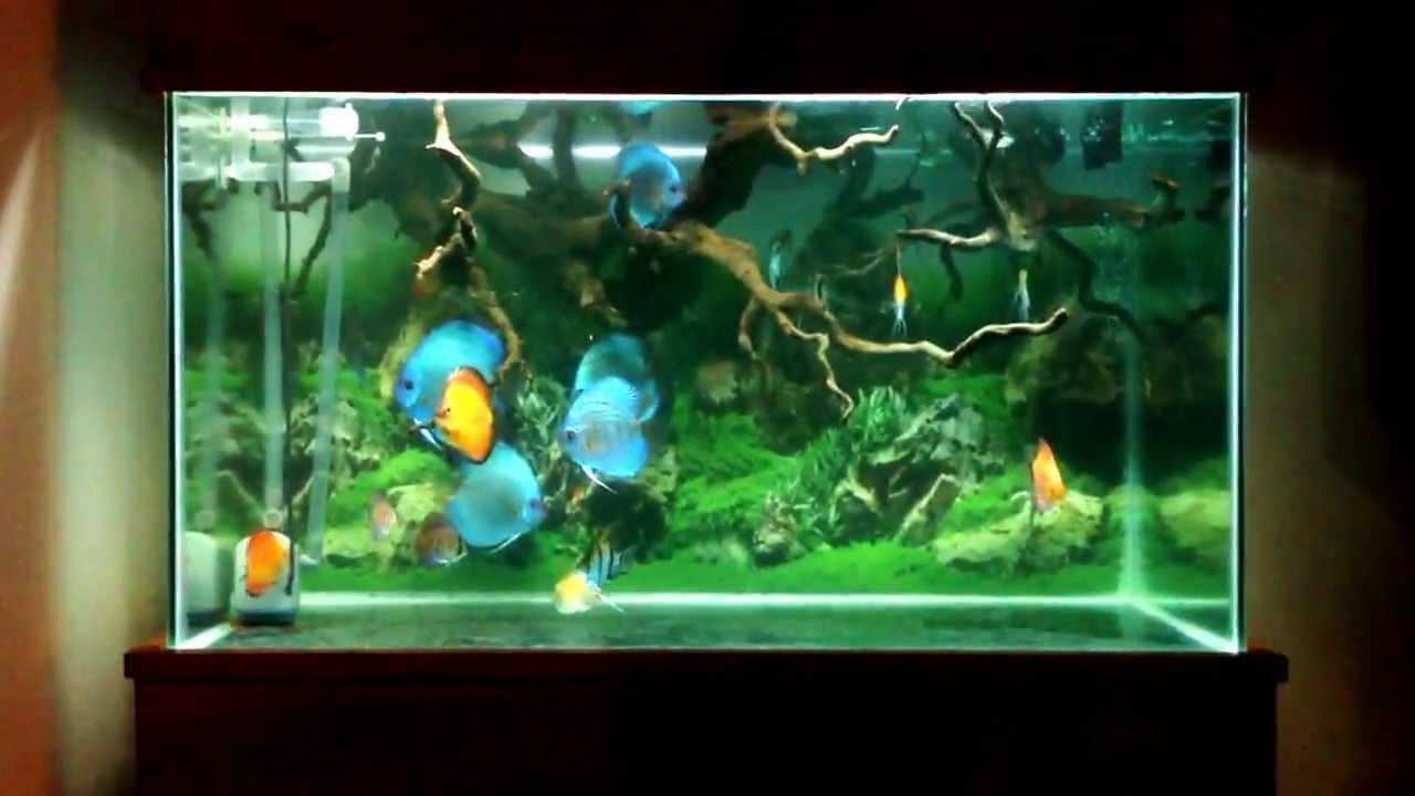 Indigo Discus Community Biotope Tank 110 Gallon YouTube