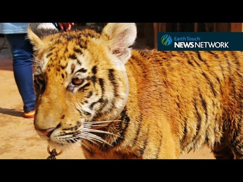 Video: Raid On Tiger Temple Hjelper Truede Dyr