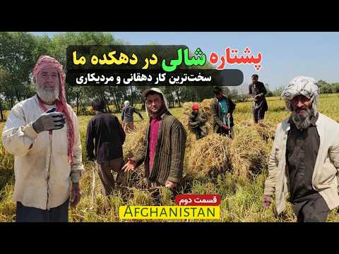 آغاز پشتاره شالی یا برنج در دهکده ما دیدار و مصاحبه با مردیکارا Harvesting Rice In Our Village آغاز پشتاره شالی یا برنج در دهکده ما دیدار و مصاحبه با مردیکارا Harvesting Rice In Our Village