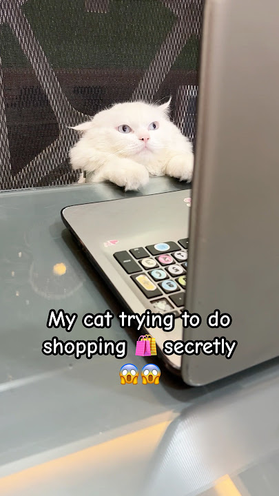 He want more toys #avintha #cat #petsrule #funnyanimal #cute #funnymemes #viral #comedy #funny #rio