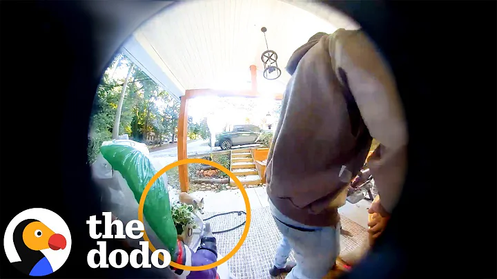 Couple Realizes The Coyote Following Them Isn’t What It Seems | The Dodo