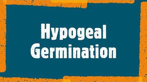 Seed Germination - Epigeal Vs Hypogeal- Time Lapse