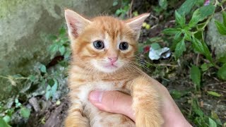 Incredibly beautiful Little Kittens. Kittens are playing.