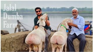 Jalal Dumba Sheep Farm, Kalyan | Introduction & 2 Fat Tailed Sheep (Dumbay)