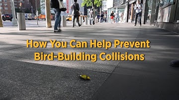 How You Can Help Prevent Bird-Building Collisions