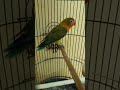 Ciri Ciri Lovebird Euwing Ciri Ciri Lovebird Euwing
