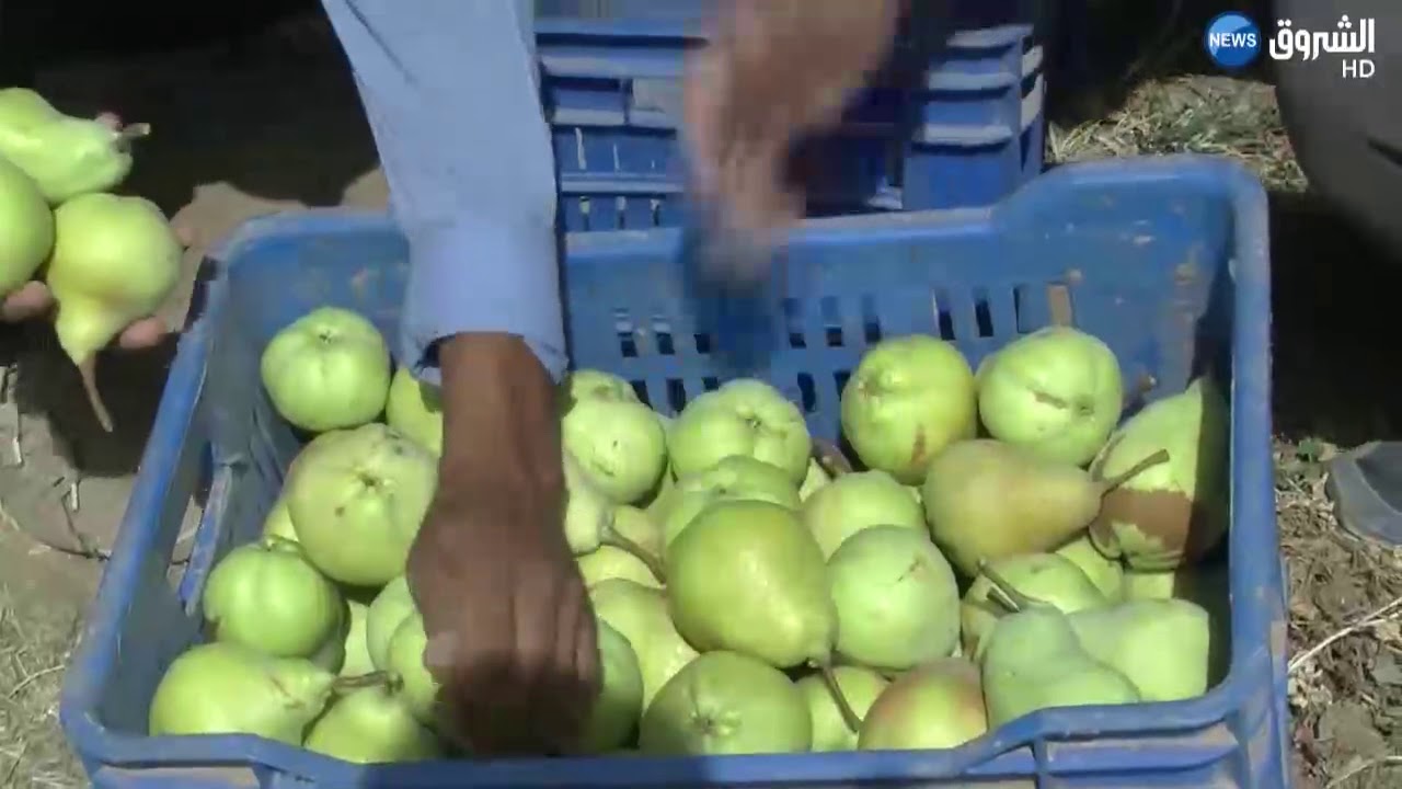 سيدي بلعباس: مستثمرة فلاحية تنجح في إنتاج فاكهة الإجاص من نوع 
