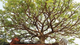 Brazilian Raintree Bonsai Bonsai Ideas