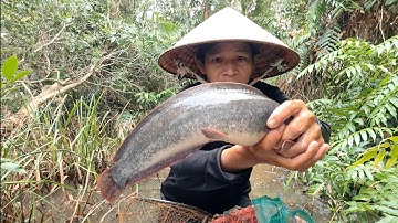 Thăm Lờ Dính Cá Lóc Đồng, Cá Trê Lai, Cá Rô Đồng Mùa Nước Nổi @TámCáVlog1979 