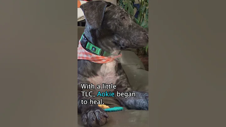 Aoki - A Miracle Right Before Christmas
