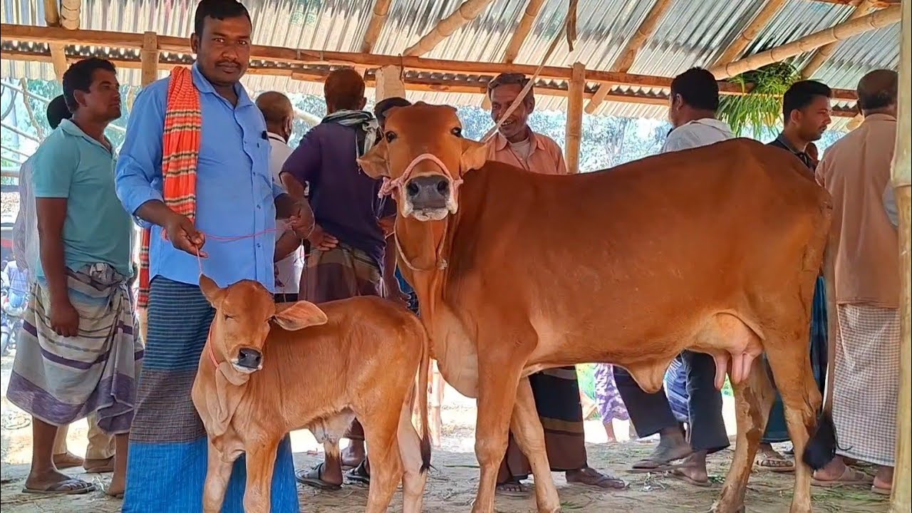 @আজ March 7, 2026|বাছুর সহ গাভী গরুর দাম | gavi goru dam | | আফতাবগঞ্জ হাট |দিনাজপুর