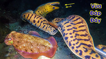 Vừa Đáp Đáy Được Ngay Hải Sản Giá Trị | 48h Lặn Biển Phát Hiện Mực Nang