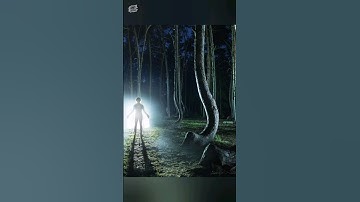 Crooked Forest: গাছগুলো এমন বাঁকা কেন? রহস্যে ঘেরা বন! 🌲🌀