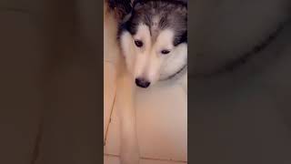 هاسكي عصبي جدا alaska malamute