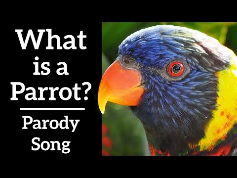 what-is-a-parrot?---la-bamba-parody-song-(feat.-jordan-andrews)