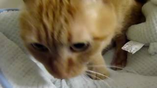 Best Funny Cat Videos Ever 2017 Ep 2718