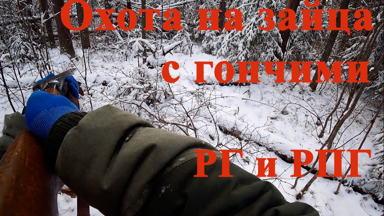 Сбил зайца на машине Сбил зайца на машине
