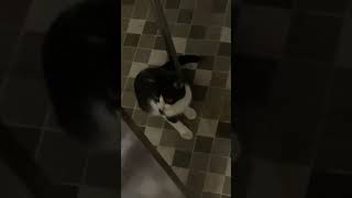 Samay Raina Aur Billi Ki Instastories