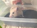 うちには可愛いキンクマがいたんです。【ハムスター】
