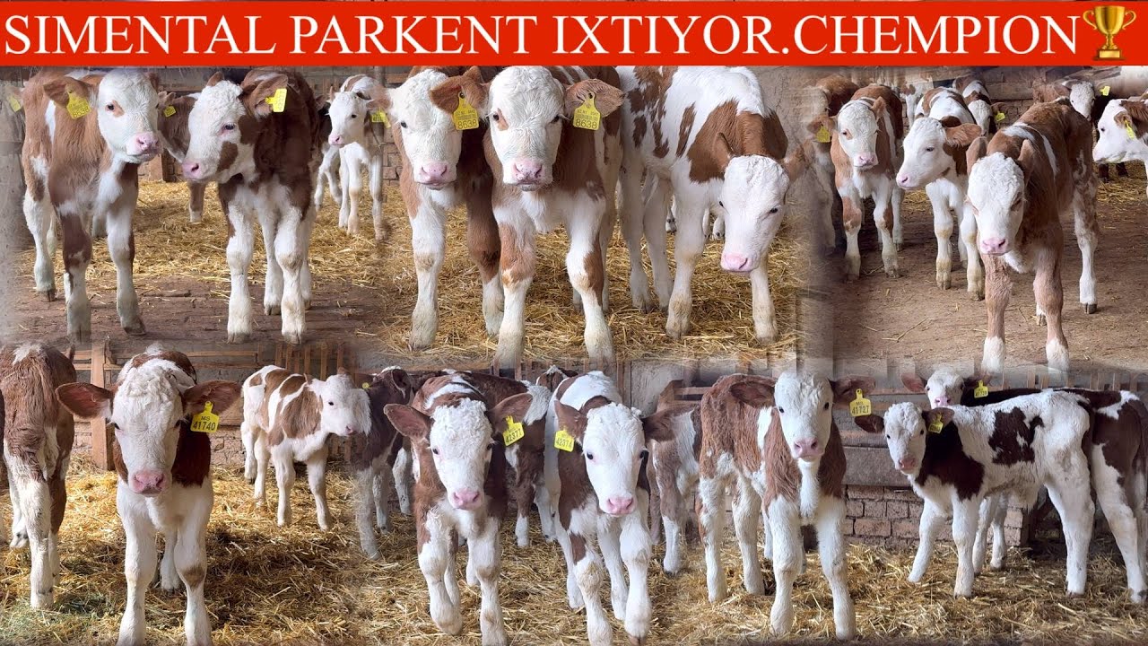 🥛SUT EMDINI😳SIMMENTAL B BUNAQASI JUDA KAM KELADI PULIYAM ARZON SONI KAM TUGAP QOLMASIN