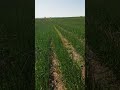 رمضان كريم بصل عين كرمة البصل المغرب الجزائر تونس الفلاحة مصر فديو كامل بالاسفل