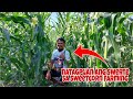Dating Rice Farmer Kumikita ngayon ng 200k sa 1 Hektar Sweetcorn Farming