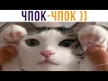 КОТ ИТ))) КОТ ПРИШЁЛ ЧПОКАТЬСЯ))) Приколы с котами | Мемозг 711