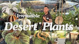 Desert Plants Competition | Suan Luang Rama IX Flora Festival 2025 🇹🇭 Ep. 7