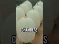 The Robot That Squeezes Forward   Please feel free to like, follow and subscribe for more on Tech.