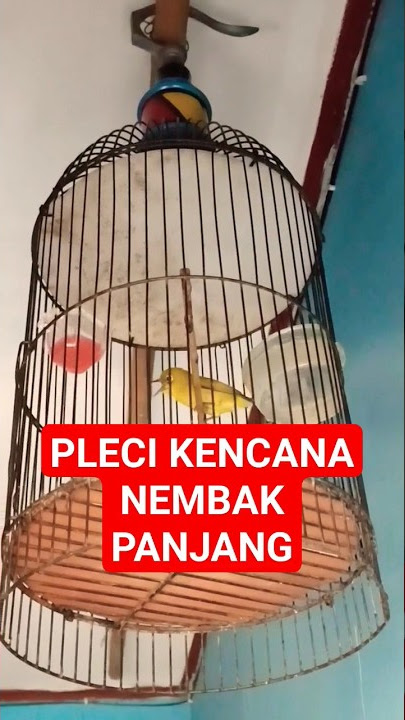 pleci nembak panjang kencana #totalbukpar #plecimania #pleci