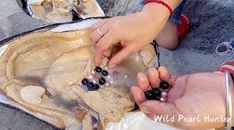 Shells are found in a small water pool, and colorful pearls are collected  after opening mussels 