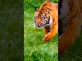 Most Shocking Animal Facts Ever! 🤯🥶#trending #viral #shorts #facts #animals #ytshorts #amanzingfacts