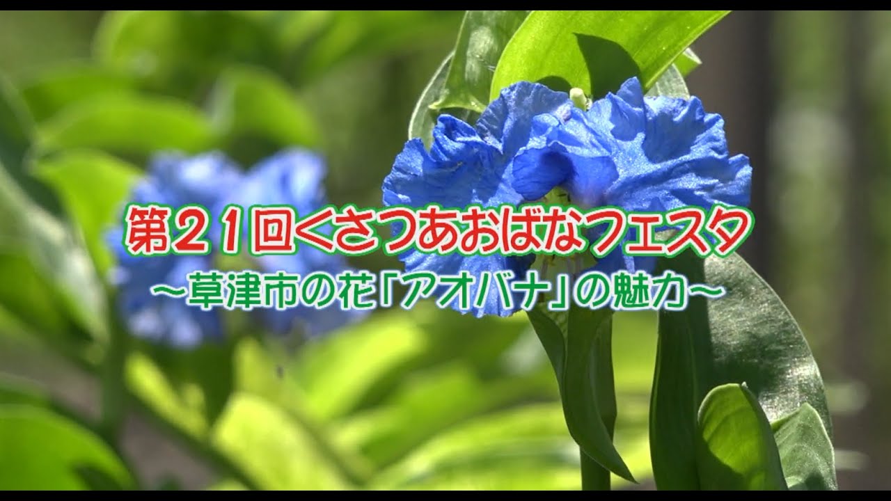 The 21st Kusatsu Aobana Festa ~The Charm of Kusatsu City's Flower