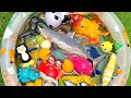 Amazing Sea Creatures for Kids | Learn Ocean Animal Names & Amazing Facts