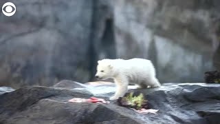 WEB EXTRA: Polar Bear Cub Gets Ready For Visitors
