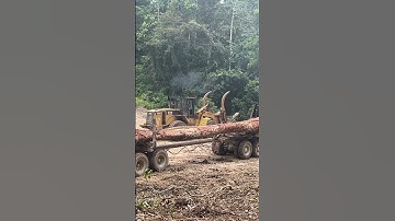 Whell loader loading logs#logging#heavymachine#alat berat#kayubalak
