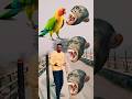 Monkey to Duck, Peacock, Pigeon&amp; Parrot - Birds names magic video ||#youtubeshorts #vfx #shorts