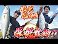 ついに来た！泳がせ釣り！
