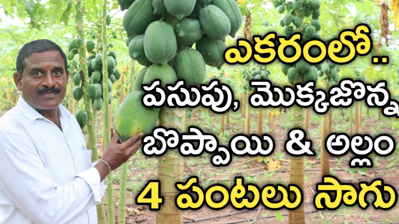 పసుపు, మక్క, బొప్పాయి & అల్లం.. 1 భూమి.. 2 ఏండ్లలో.. 4 పంటలు తీస్తున్న | రైతు బడి