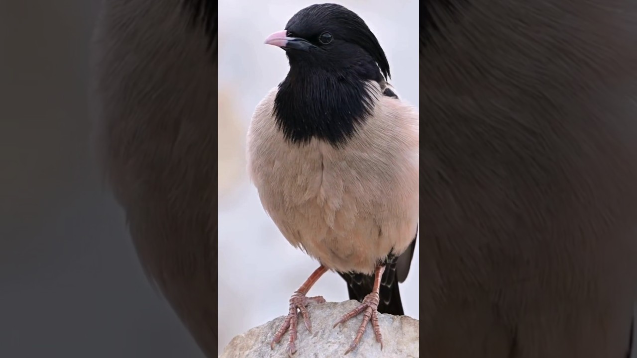 🌸 Rosy starling 🌸