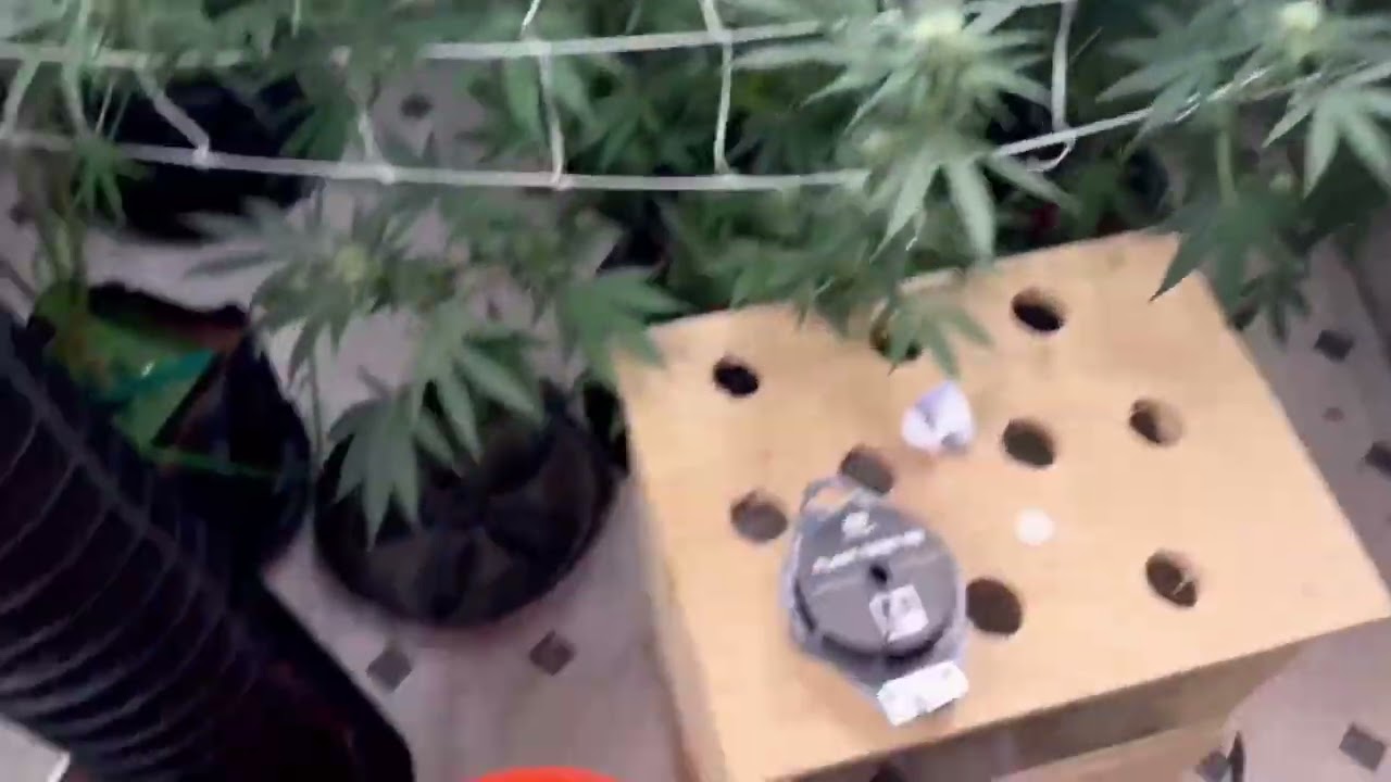 🔥 Week 12 Flower — Buds Are Taking Off! 🌸💚 | Tri State Exotics