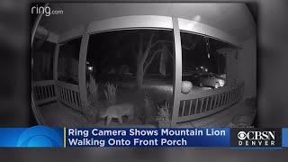 VIDEO: Ring Camera Shows Mountain Lion Walking Up Onto Fort Collins Front Porch